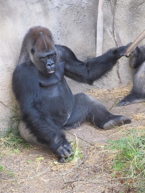 Gorilla Sitting Primate Mammal Wildlife Nature Animal Hairy Zoo
