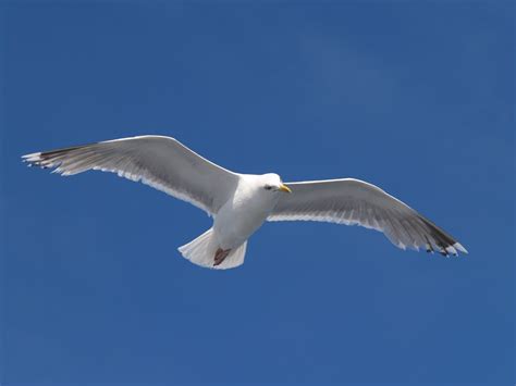 Free Photo Seagull Flying Animal Bird Flying Free Download Jooinn
