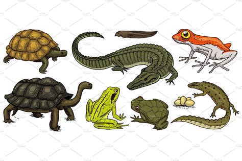 Crocodile And Turtle Reptiles And Amphibians Set Pet And Tropical