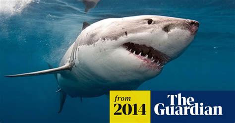 West Coast Shark Cull Sparks Fears Of More Attacks On Swimmers