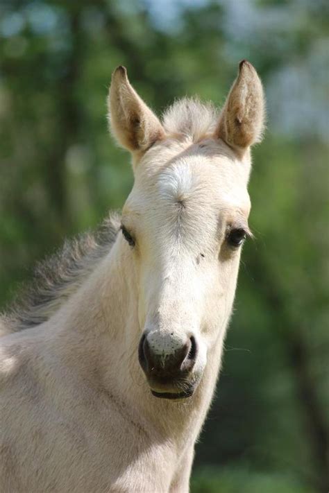 Buckskin ist eine haarfarbe von pferden , die sich auf eine farbe bezieht, die bestimmten schattierungen von. buckskin Quarter horse Hengst in Seevetal - Pferde kaufen ...