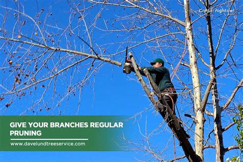 Protecting Your Trees From Storm Damage Dave Lund Tree Service And