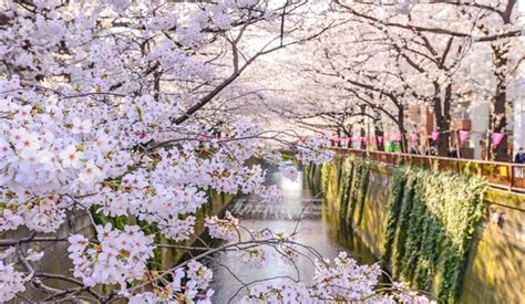 Cherry Blossom Season In Japan 2019 Where And When To See Sakura