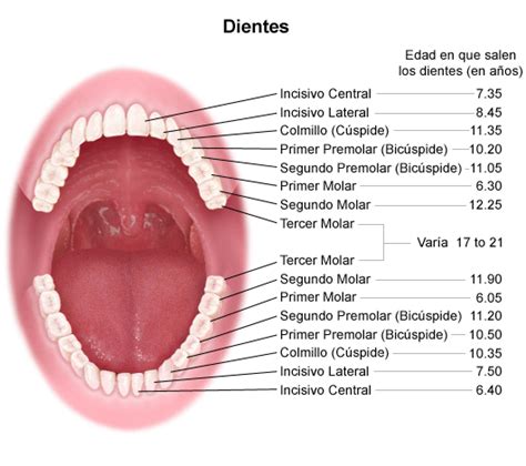 ¿qué Son Los Dientes¿cuántos Tenemos Andre Kalea Odontología Integral