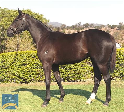 2020 gold coast yearling sale lot 998 better than ready aus testy aus