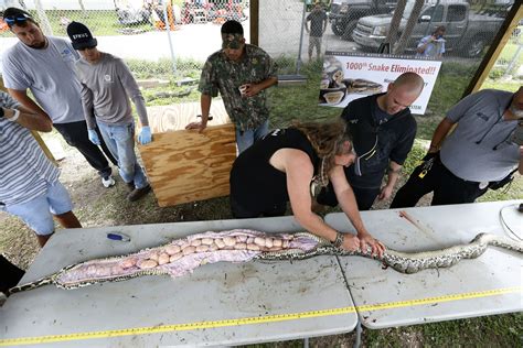 Florida Pythons Never Stop Eating It Could Help Them Spread Ap News