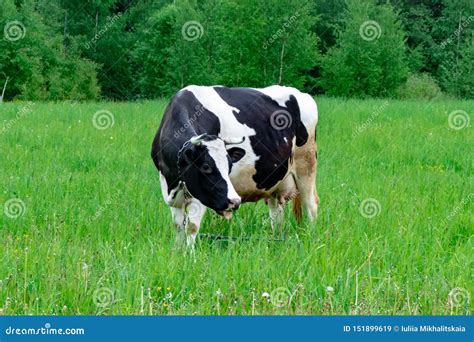 Holstein Black And White Spotted Milk Cow Standing On A Green Rural