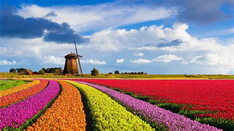 Colourful Curved Tulip Fields In Front Of A Traditional Dutch Windmill