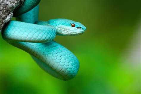 Emerald Green Pit Viper Snake File Trimeresurus Gumprechti Gumprecht
