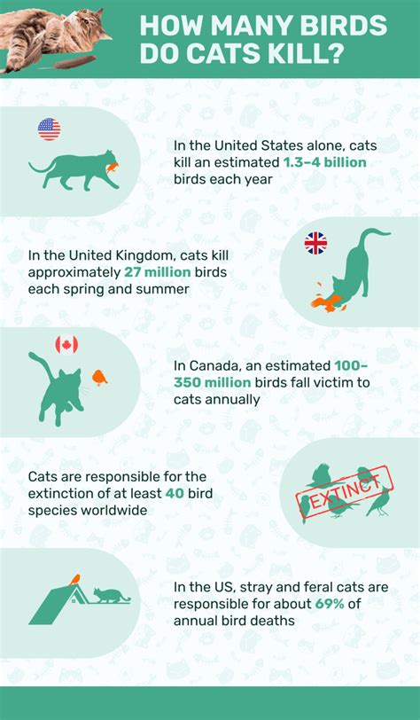 How Many Birds Do Cats Kill 13 Statistics To Know 2023 Update