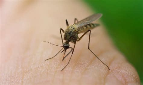 Testing Malaria Resistant Mosquitoes Nih Medlineplus Magazine
