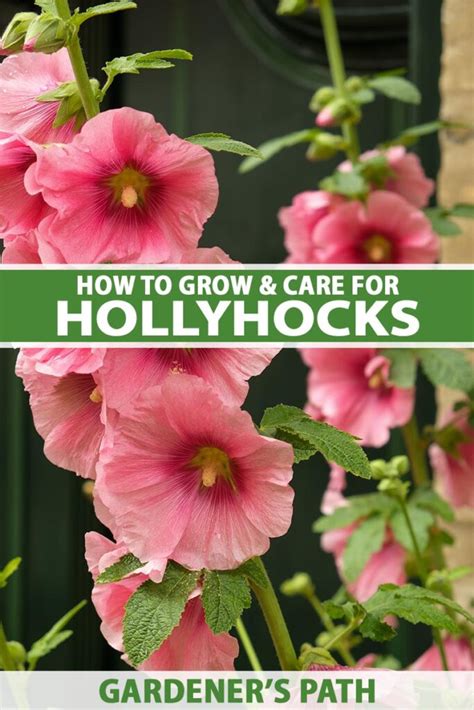 How To Grow And Care For Hollyhocks Gardeners Path