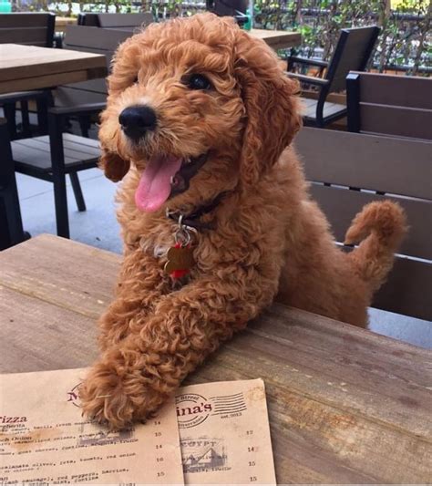 Available in several different colors, you can find these doggos clad in black, brown, beige, grey, or white fur. 30 Fluffy and Cute Animal Pictures
