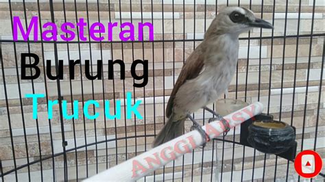 master burung trucuk