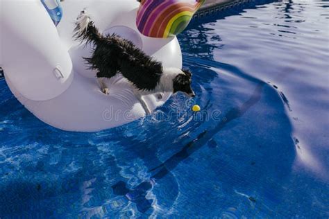 Cute Border Collie Dog Standing On An Inflatable Toy Unicorn At The