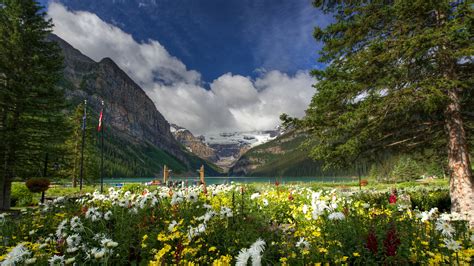 1920x1080 1920x1080 Flowers Canada Canada Banff National Park