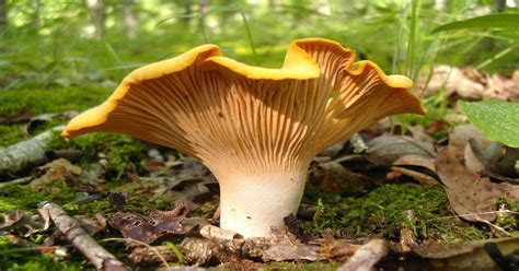 The Golden Chanterelle A Delicious Edible And Expensive Mushroom