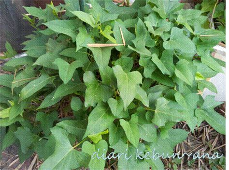 Ubi keledek boleh sahaja ditanam dalam pelbagai jenis tanah dan iklim yang berbeza. diari kebun~@na: Tanam keledek dalam pasu!!!