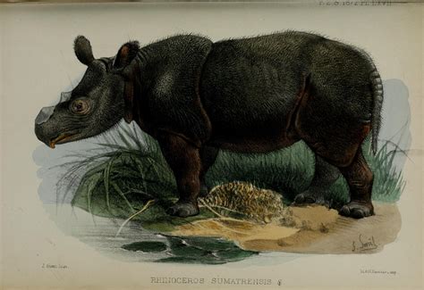 Sumatran Rhinoceros Hairy Rhinoceros Asian Two Horned Rhinoceros Dicerorhinus Sumatrensis