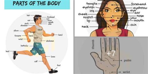 Human body parts name in tamil and english with images, மனித உடல் உறுப்புகள்,tamil body this video shows the vocabulary about parts of body with tamil and english pronunciation, how to. Parts Of The Body in English | English vocabulary, Learn ...