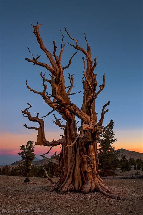 Ancient Nature Tree Ancient Tree Nature