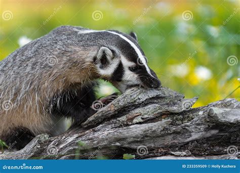 North American Badger Taxidea Taxus Bites At Log Summer Stock Image