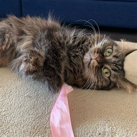 Milo, asher, atticus, oliver, levi, silas, arlo, leo, theodore and jasper. Over 250 Popular Boy Cat Names 2020 | PetPress in 2020 ...