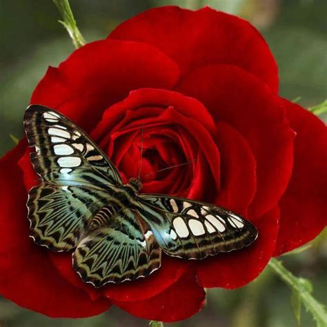 Butterfly On Red Rose Prettyflowersme