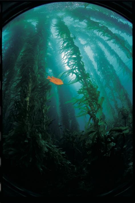 Local Giant Kelp Forests Are Threatened By Warming Waters Experts Say