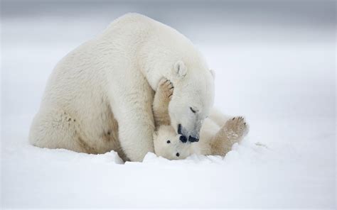 Animal Baby Winter Snow Polar Bear Wallpapers Hd Desktop And