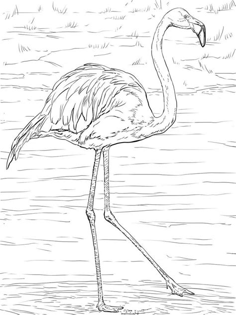 Flamingo Coloring Pages Dibujo Para Imprimir Flamingo Coloring