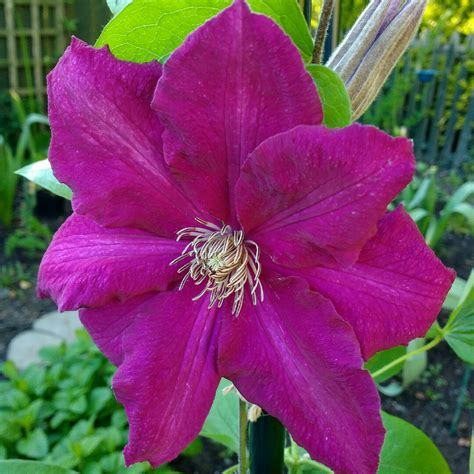 Clematis Rouge Cardinal Clematis Red Cardinal In Gardentags Plant