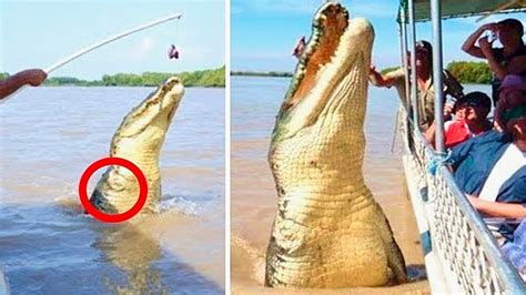This Is How Giant One Armed Crocodile Brutus Looks Like Youtube