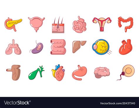 Human Internal Organ Icon Set Cartoon Style Vector Image