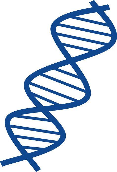 Dna Png Transparent Image Download Size 1531x2254px