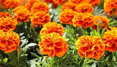 20 Easiest To Grow Flowers For Beginners