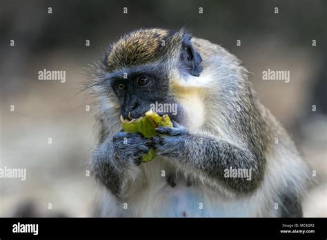 Green Monkey Chlorocebus Sabaeus Eating Barbados Wildlife Reserve