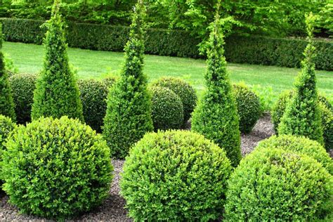 17 Best Privacy Bushes And Shrubs Garden Tabs