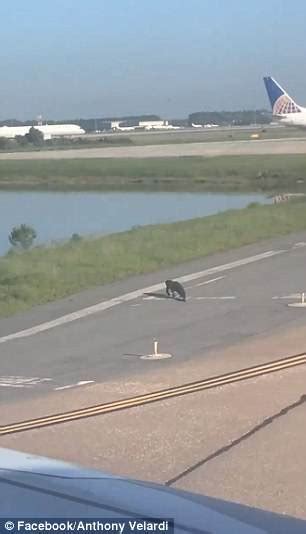 amazing video shows alligator crawling in front of landing airplane at orlando airport daily