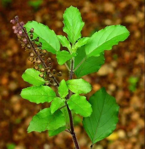 Holy Basil Krishna Tulsi Ocimum Tenuiflorum Basil Plant Etsy