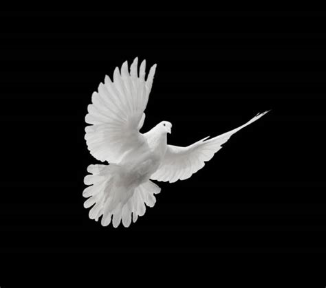 White Dove Flying Stock Photos Pictures And Royalty Free Images Istock
