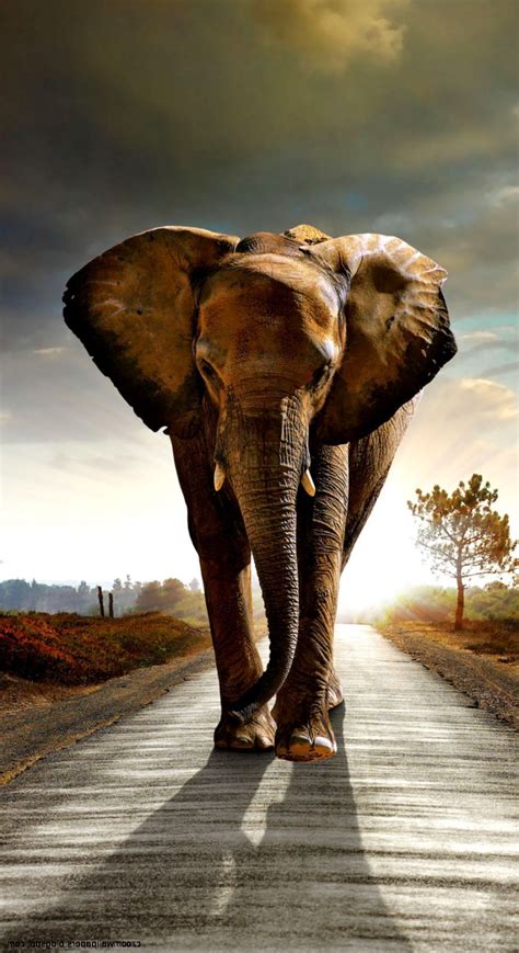 Cool Elephant Wallpapers Top Những Hình Ảnh Đẹp