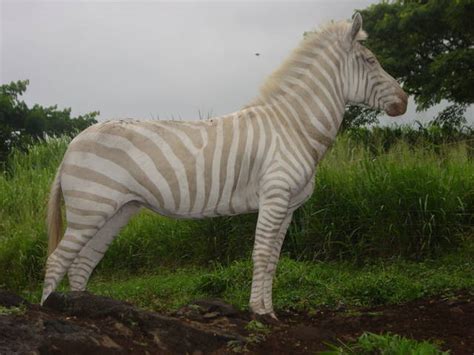 Rare Blonde Zebra Dies At 3 Ring Ranch Sanctuary West Hawaii Today