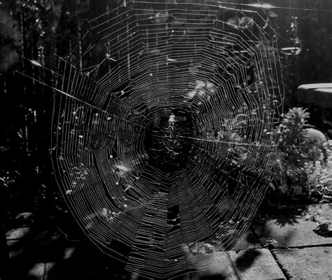 The Moonlight Gardener Spider Web Art