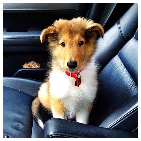 Best 25 Collie Puppies Ideas On Pinterest Collie Dogs