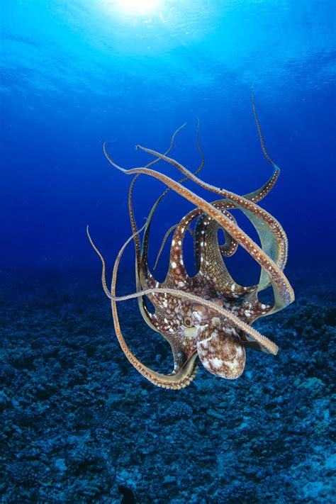 Hawaii Day Octopus Octopus Cyanea Floating To Reef
