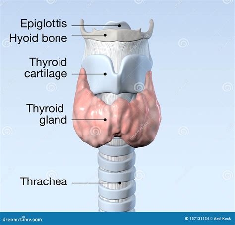 Thyroid Gland Lmedically Accurate 3d Illustration Labeled Stock