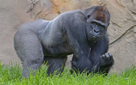 Amazing Facts About Western Lowland Gorillas Animal Encyclopedia