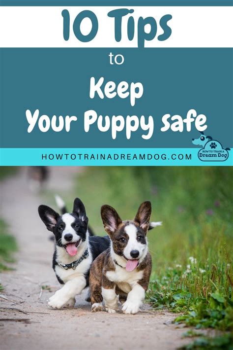 10 Tips To Keep Your Puppy Safe Puppies Puppy Safe Puppy Training