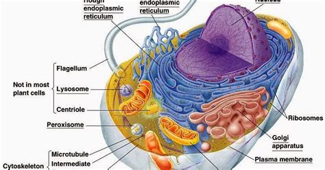 The Cell World Structure Of Cells